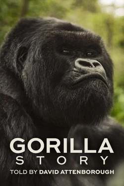 A Gorilla Story เล่าเรื่องกอริลลา โดยเดวิด แอทเทนเบอเรอห์ เซอร์เดวิด (2026)