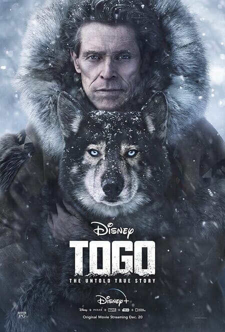 หมาป่า โตโก (Togo) 2019